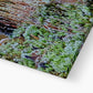 Moss wall no.1  - Glasgow Microcosm  Eco Canvas