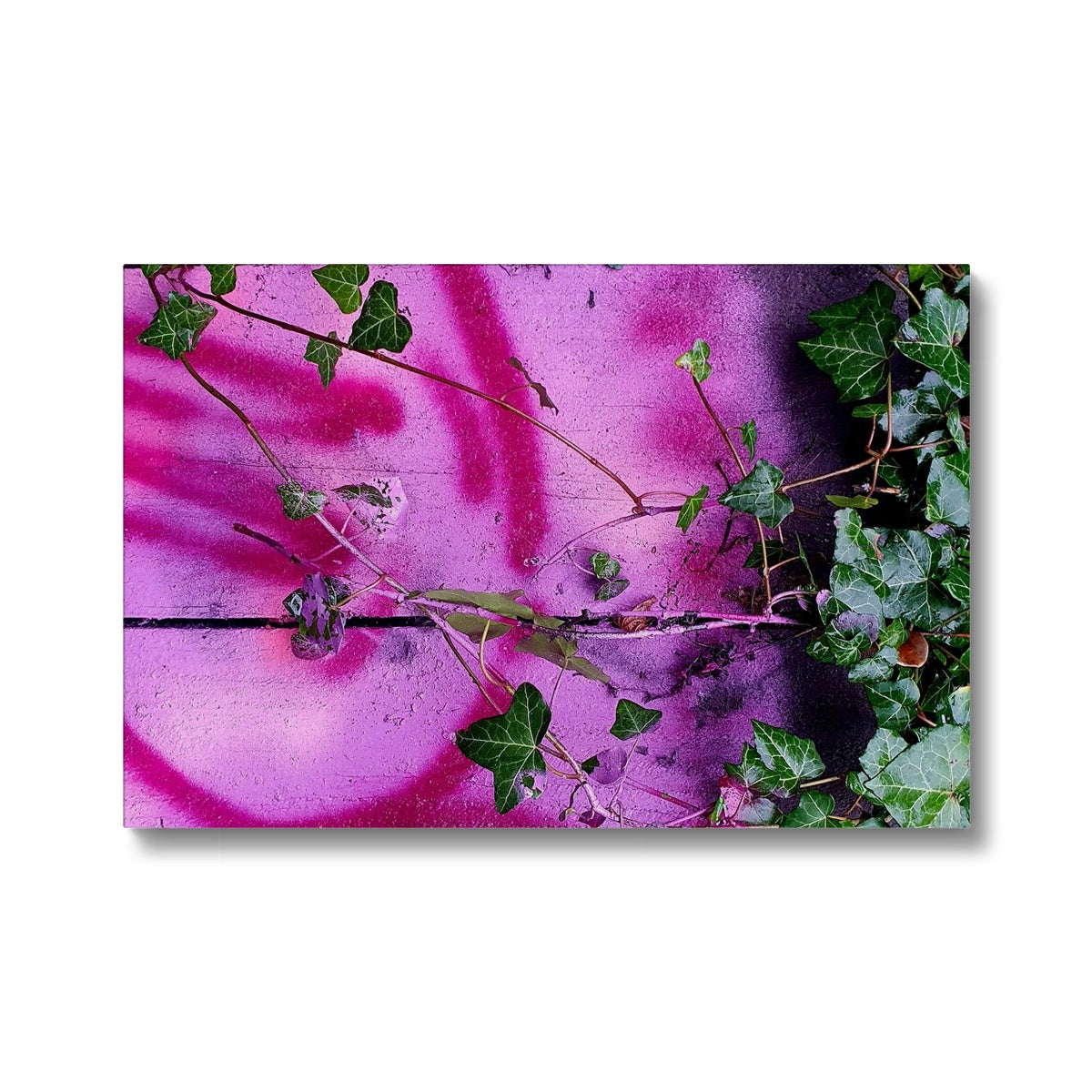 Pink Ivy - Glasgow Microcosm  Eco Canvas