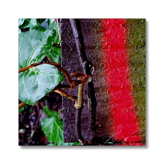 Rainbow Ivy - Glasgow Microcosm  Eco Canvas